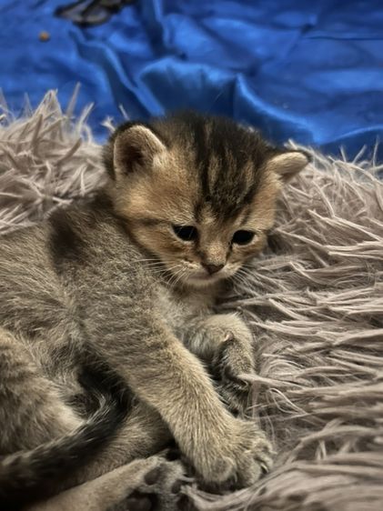 บริติช ชอร์ตแฮร์ (British Shorthair) ลูกแมว บริติชชอตแฮร์ สีAY25 กับสีGloden tabby
