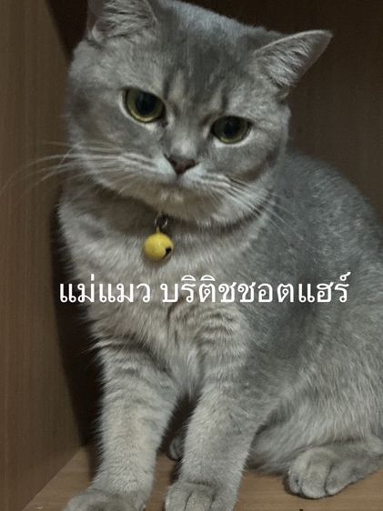ลูกแมว บริติชชอตแฮร์ สีAY25 กับสีGloden tabby รูปที่ 6