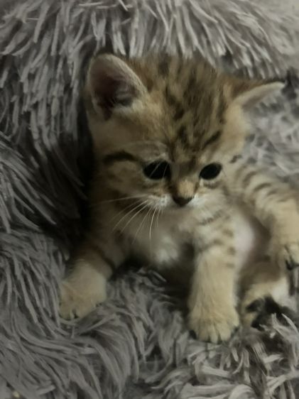 ลูกแมว บริติชชอตแฮร์ สีAY25 กับสีGloden tabby รูปที่ 4