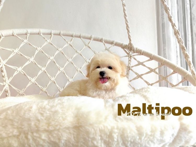 Maltipoo Male Female รูปที่ 3