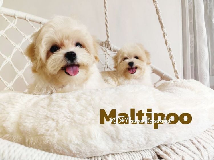 มอลทีส (Maltese) เล็ก Maltipoo Male Female