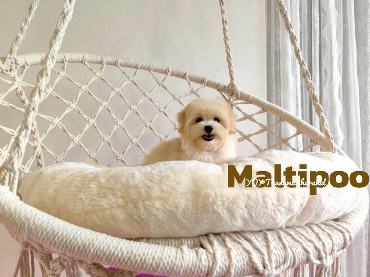 Maltipoo Male Female รูปที่ 2