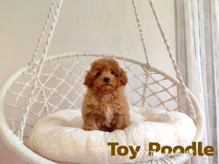 Toy Poodle พุดเดิ้ลทอยแท้ Female