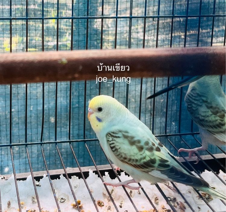 หงส์หยก