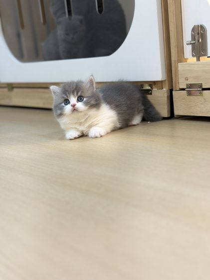 แมวมันซ์กิ้น-บริติช (ขาสั้น) รูปที่ 5