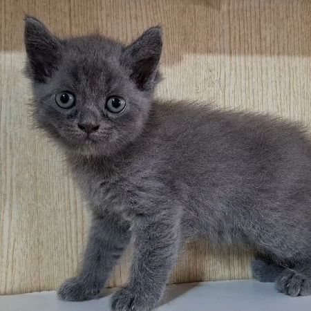 บริติช ชอร์ตแฮร์ (British Shorthair) ลูกแมวบริติช