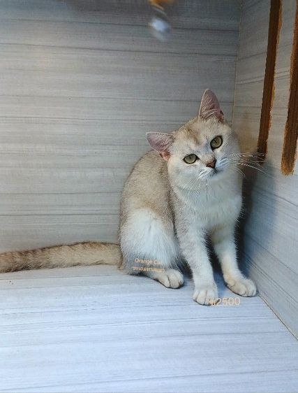 สก็อตติช โฟลด์ (Scottish Fold) แมวสก้อตติช สีซอลเวอร์ เพศผู้ อายุ10เดือน นิสัยขี้อ้อนมากๆติดคนนวดเป็นตรวจหัดให้ก่อนย้ายรับประกันเอดส์แมวกับรคีเมียคะ