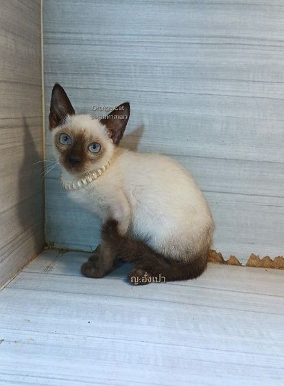 วิเชียรมาศ (Siamese Cat) แมววิเชียรมาศ เพศเมีย คะวัคซีนแล้ว1เข็มก่อนย้ายตรวจหัดแมวฟรีรับประกันเอดส์แมวกับรูคีเมียคะ