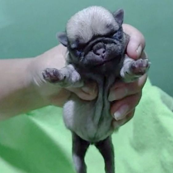 ปั๊ก (Pug) เล็ก ปั๊กแท้เพศเมีย