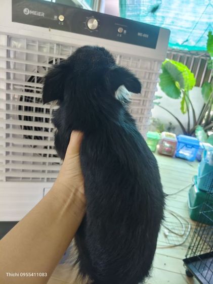 ชิวาวาเมียมาคไซ รูปที่ 2