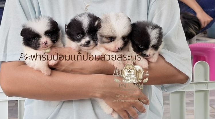 ปอมแท้