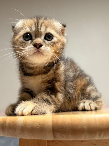 สก็อตติช โฟลด์ (Scottish Fold) สก็อตติชแท้ หูพับ อายุ 2 เดือน ด.ญ. สวยๆๆๆๆ