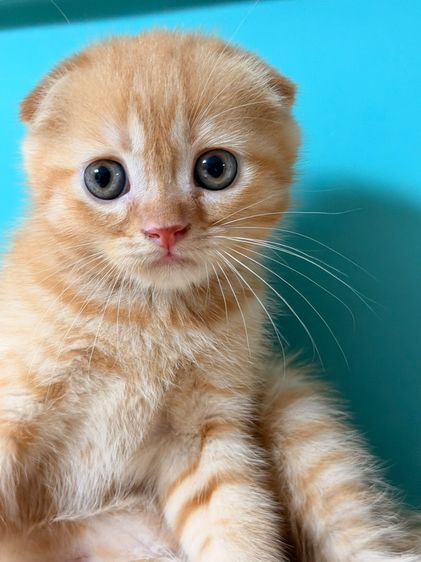 สก็อตติช โฟลด์ (Scottish Fold) สก็อตติชแท้ หูพับ ด.ช. โครงหมี สีส้มสวยมาก
