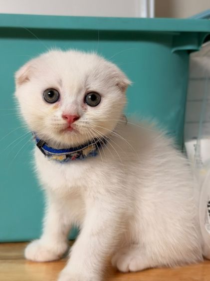 สก็อตติช โฟลด์ (Scottish Fold) สก็อตติช หูพับ ด.ญ. พันธุ์แท้ สีขาวล้วน