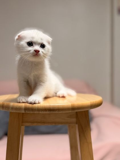 สก็อตติช โฟลด์ (Scottish Fold) สก็อตติช หูพับ ด.ญ. พันธุ์แท้ สีขาวล้วน