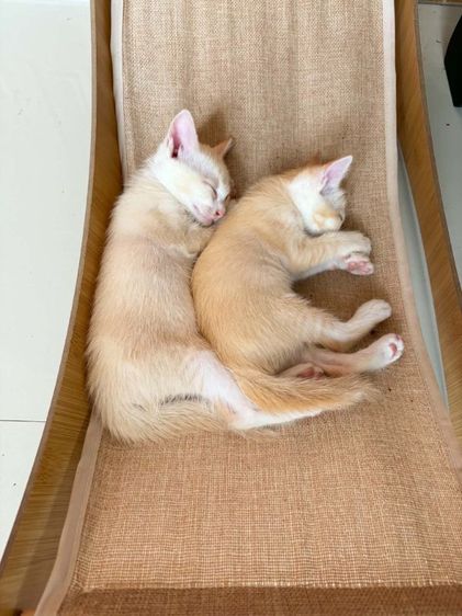 หาบ้านให้น้องแมว รูปที่ 2