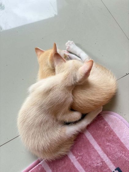 อื่นๆ หาบ้านให้น้องแมว