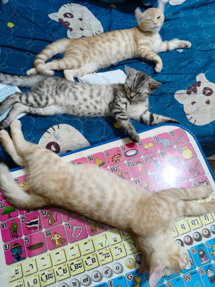 ช่วยรับน้องแมวไปเลี้ยงหน่อยนะคะ ค่าขนมไม่เเพง รูปที่ 3