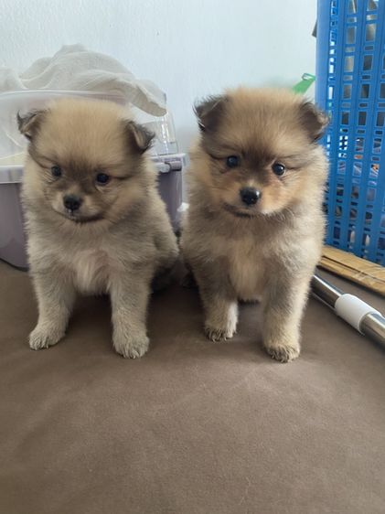 ปอมเมอเรเนียน (Pomeranian) เล็ก ลูกปอม