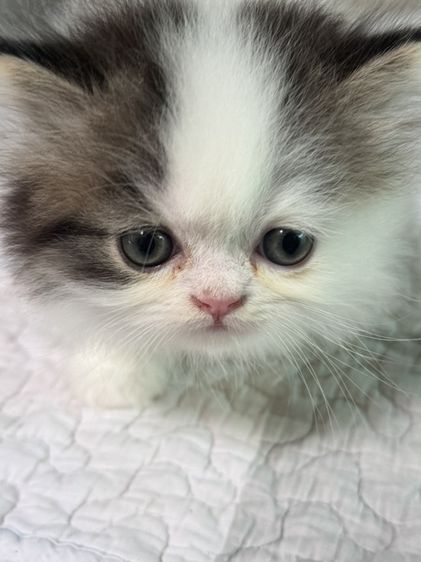 มันช์กิ้น (Munchkin) น้องขาสั้น ผช ขนแน่น สุขภาพดี