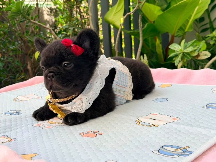 เฟรนบลูด็อก ฟัฟฟี่ เพศหญิง 🖤