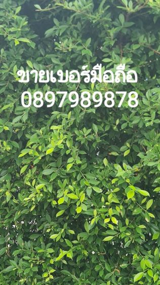 ขายเบอร์มือถือ 0897989878