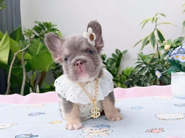เฟรนบลูด็อก ฟัฟฟี่ ไลแลคแทนแครี่นิวเฉด หญิง รูปที่ 17
