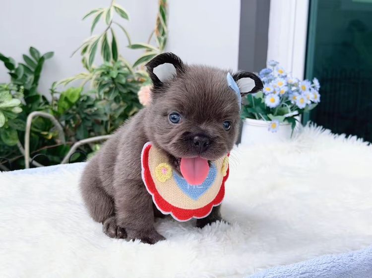 เฟรนบลูด็อก ฟัฟฟี่ สีบลู ชาย รูปที่ 2