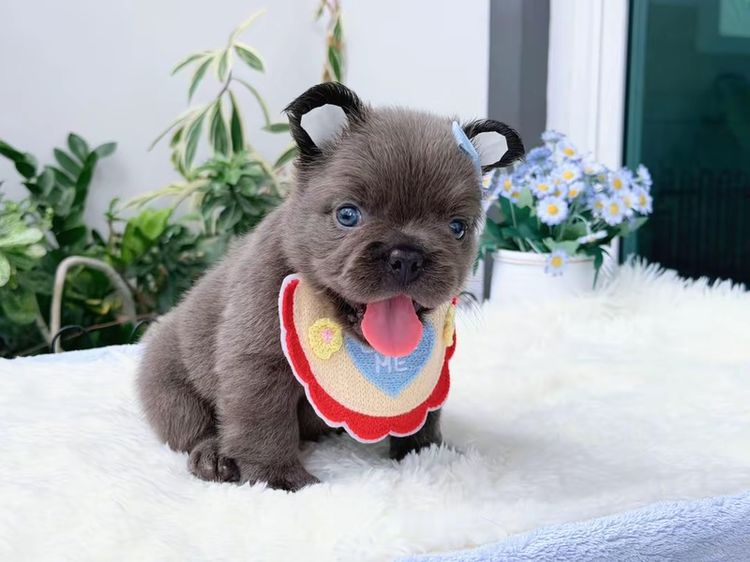 เฟรนบลูด็อก ฟัฟฟี่ สีบลู ชาย รูปที่ 3