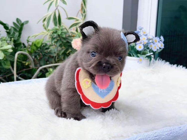 เฟรนบลูด็อก ฟัฟฟี่ สีบลู ชาย