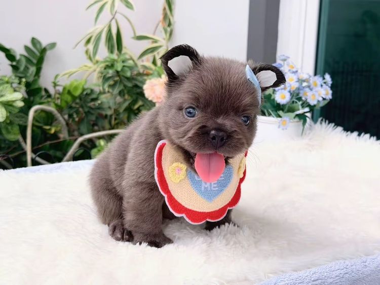 เฟรนบลูด็อก ฟัฟฟี่ สีบลู ชาย รูปที่ 4