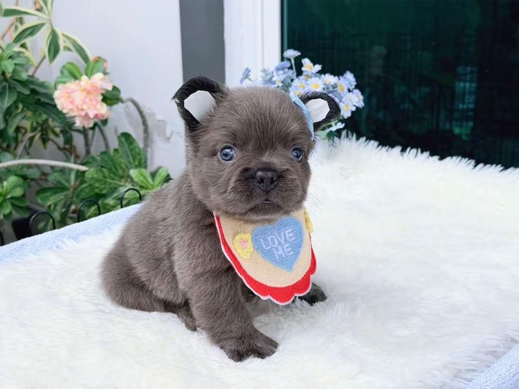 เฟรนบลูด็อก ฟัฟฟี่ สีบลู ชาย รูปที่ 15