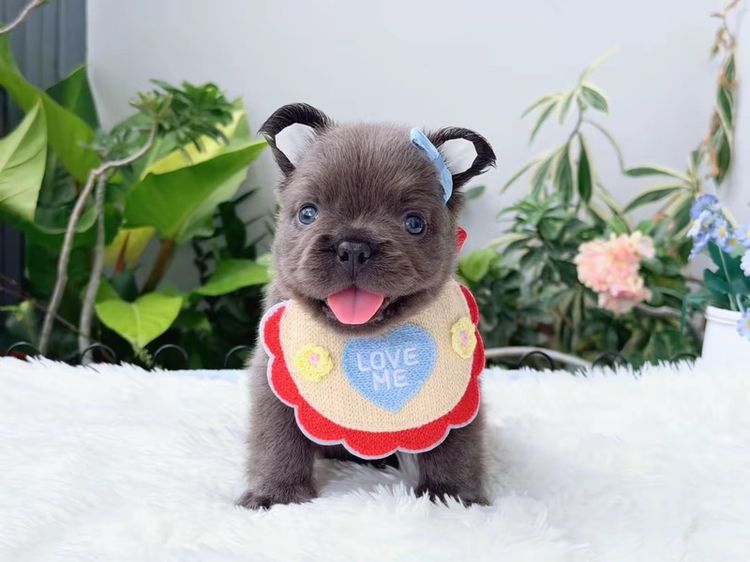เฟรนบลูด็อก ฟัฟฟี่ สีบลู ชาย รูปที่ 13