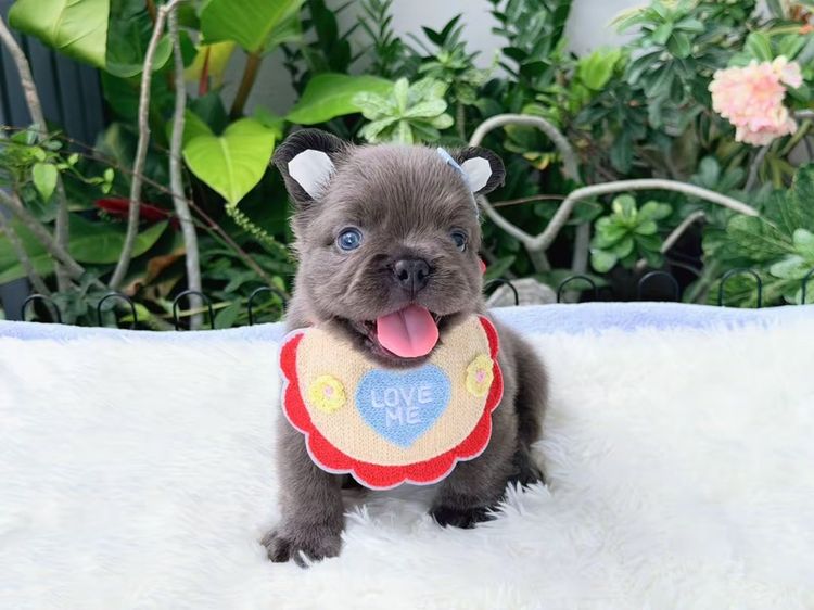 เฟรนบลูด็อก ฟัฟฟี่ สีบลู ชาย รูปที่ 17