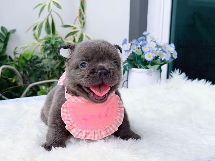 เฟรนบลูด็อก ฟัฟฟี่ สีบลู หญิง รูปที่ 8