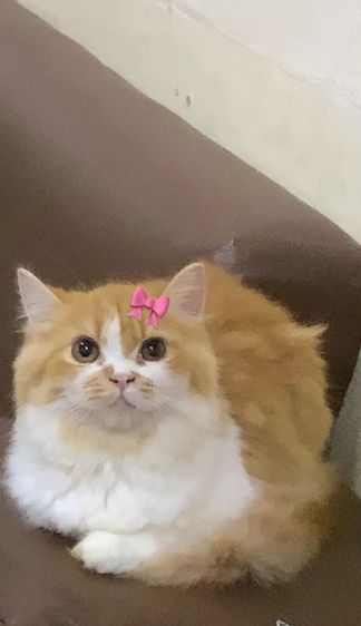สัตว์