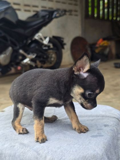 ชิวาว่าแท้ขนสั้น รูปที่ 4