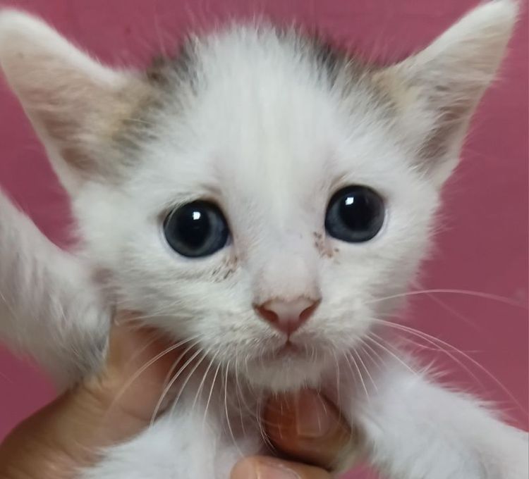ลูกแมวผสมเปอร์เซีย-ไทย รูปที่ 14