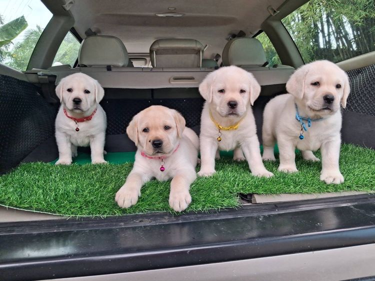 ลาบราดอร์ (Labrador) ใหญ่ ลูกสุนัขลาบราดอร์ รีทรีฟเวอร์ สีเหลือง สายเลือดแชมป์ จาก Green Corner Labrador ลูกสุนัขลาบราดอร์ รีทรีฟเวอร์ สีเหลือง พร้อมเปิดจอง วันเกิด