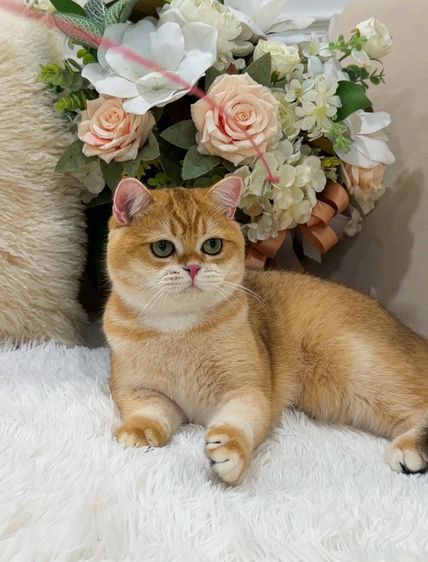 แมวบริติชช็อตแฮร์