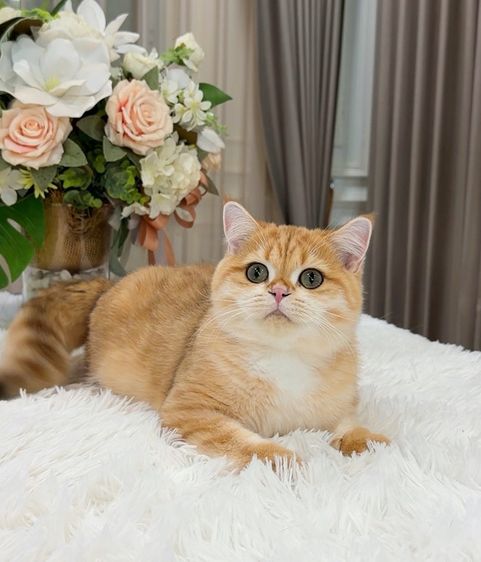แมวบริติชช็อตแฮร์