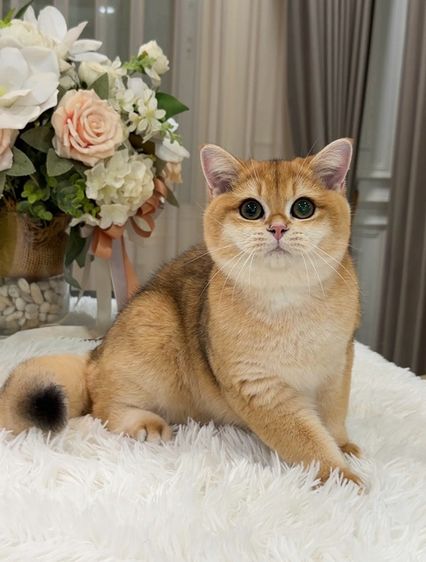 แมวบริติชช็อตแฮร์