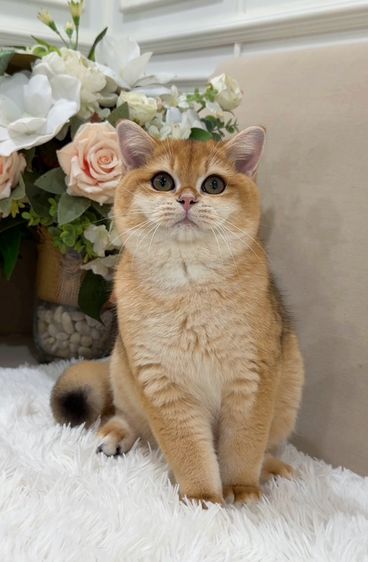 แมวบริติชช็อตแฮร์ รูปที่ 4