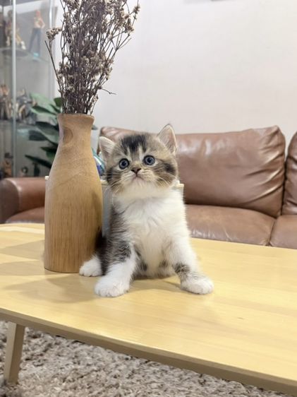ลูกแมว Scottish Fold