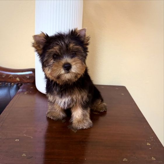 ยอร์คเชียร์ เทอร์เรีย (Yorkshire Terrier) เล็ก สาวน้อยยอร์คเชียร์ไซด์ทีคัพ