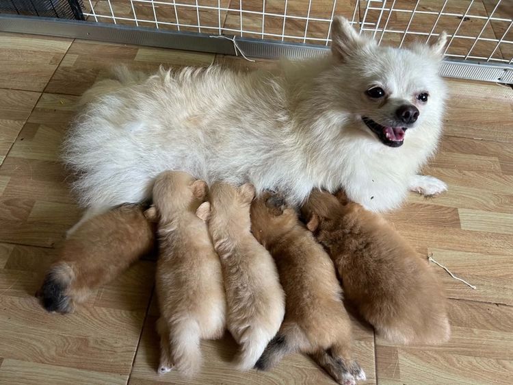 ปอมเมอเรเนียน (Pomeranian) เล็ก ปอมเมอเรเนียน