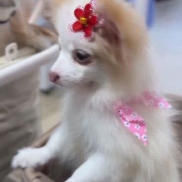 ปอมเมอเรเนียน (Pomeranian) เล็ก ขายน้องปอมเมอเรเนี่ยนแท้ ไซส์ทีคัพ ฉีดวัคซีนรวมแล้ว 1 เข็ม