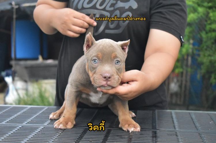 อเมริกันบูลลี่เพศเมียพร้อมย้ายบ้าน