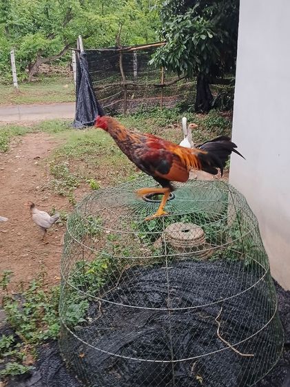 เจ้าทอง ไก่ขนพม่ารุ่นหนุ่ม เหล่าม้าล่อ ตีหูตีตา ยังไม่เต็ม รอยจะใหญ่ถึง2.4-5 สนใจสั่งได้ รูปที่ 5