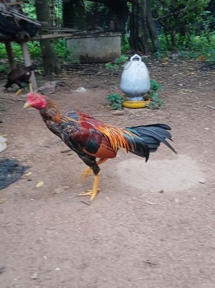 เจ้าทอง ไก่ขนพม่ารุ่นหนุ่ม เหล่าม้าล่อ ตีหูตีตา ยังไม่เต็ม รอยจะใหญ่ถึง2.4-5 สนใจสั่งได้ รูปที่ 4